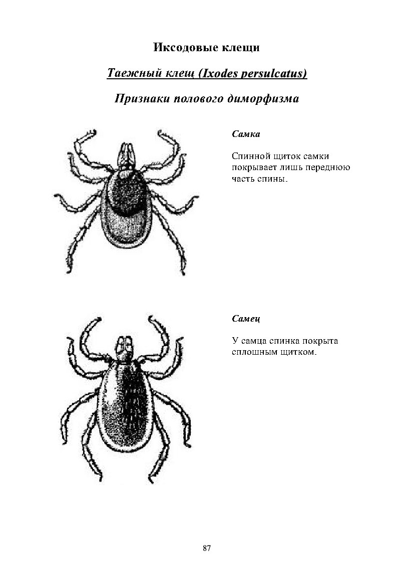 Учебная страница: Атлас по медицинской паразитологии · PDF 88